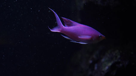 pink fish 1